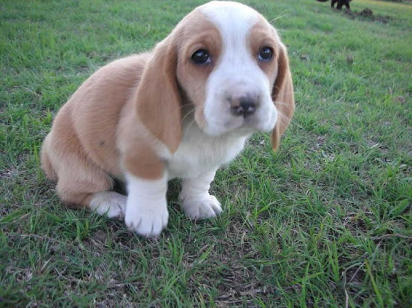 Molto bella e sani  cuccioli di Basset Hound   per adozione maschi e femmine   disponibili (gratis) 