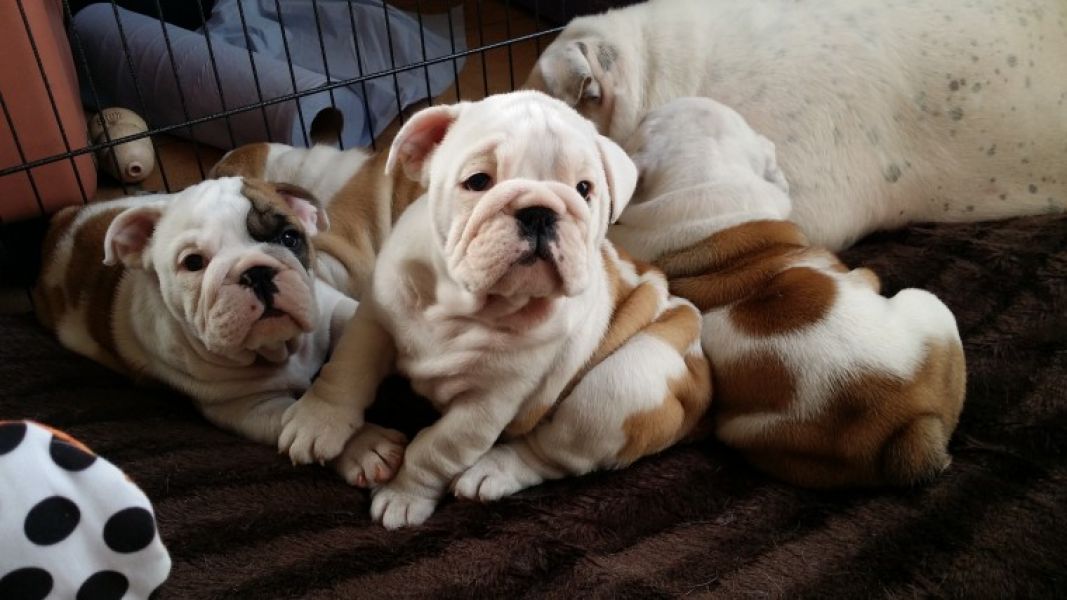Regalo Bulldog inglese cuccioli disponibili