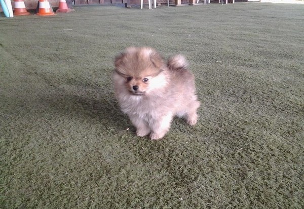 Regalo cuccioli sptiz