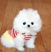 Cuccioli Volpino di Pomerania 
