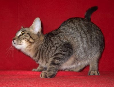 Gabrielle, gattina con mantello tigrato
