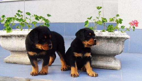 REGALO Cuccioli Rottweiller Disponibili  Abbiamo cuccioli rottweiller freschi disponibili tra l'8 e 