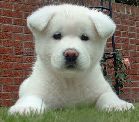 Adorabili cuccioli di akita-inu femminucce e maschietti disponibili per l'adozione gratuita i cuccio