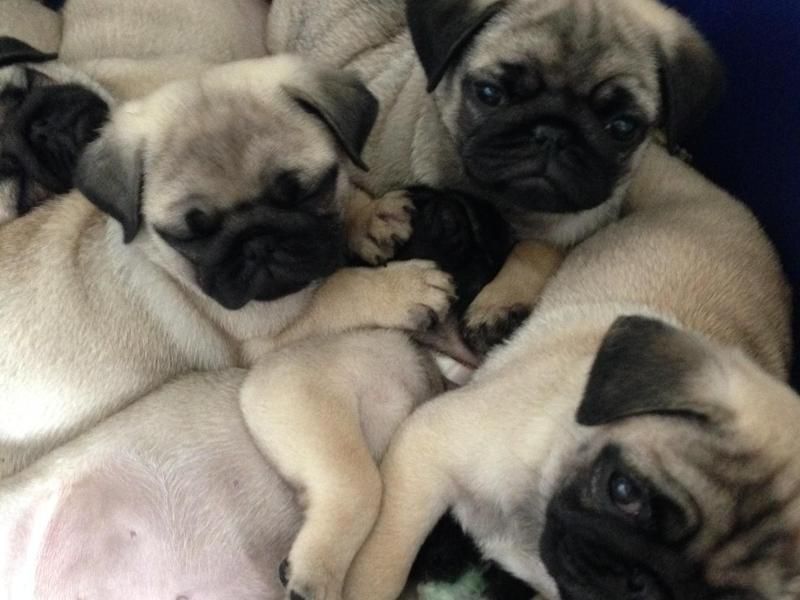 Bellissimi cuccioli carlino