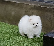 Cuccioli di Volpino Pomerania