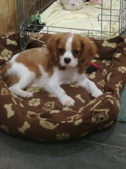 REGALO San Bernardo Cuccioli  Abbiamo due di questi cuccioli. un maschio e una femmina. sono molto s