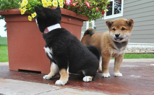 Shiba inu cuccioli in regalo ...