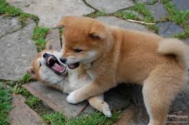 Bellissimi cuccioli di shiba inu disponibili sia maschietti che femminucce e vengono consgenati: