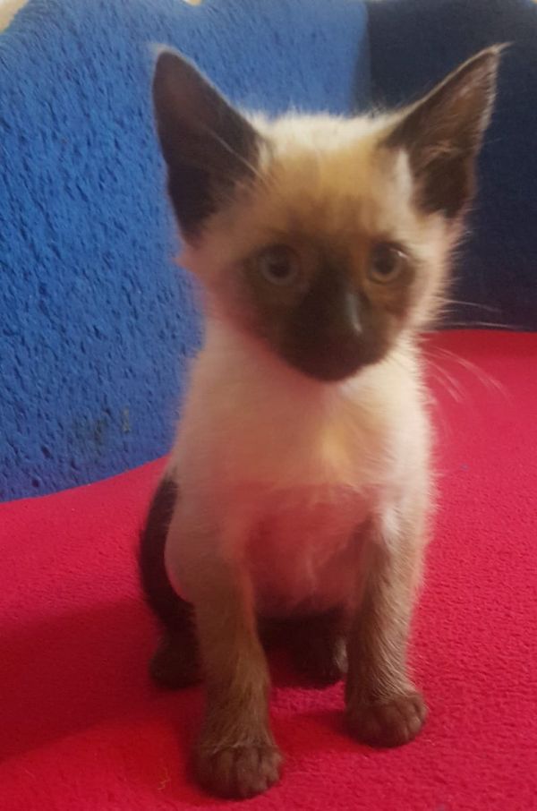 Siamese kitten  ( per regalo )