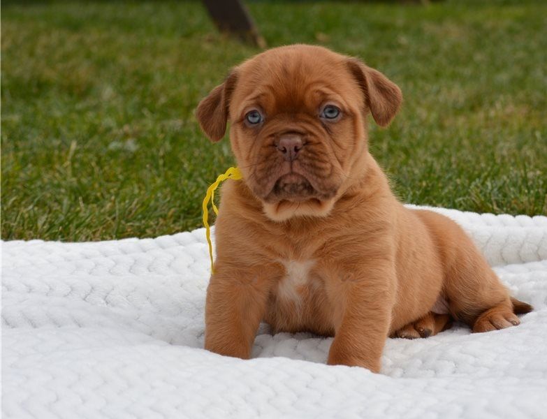 Regalo Cuccioli di Dogue de bordeaux in pronta consegna i cuccioli verranno Dato dopo 90 giorni dall