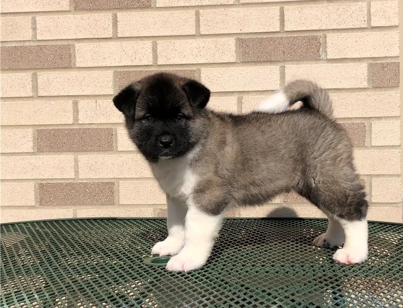 Regalo Cucciolo di Akita inu in pronta consegna
