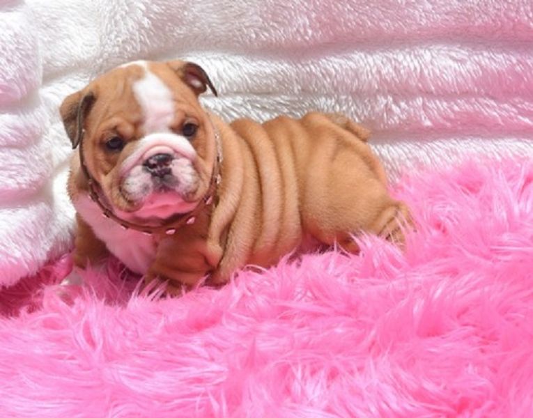 Regalo Bulldog inglese  cuccioliato disponibili