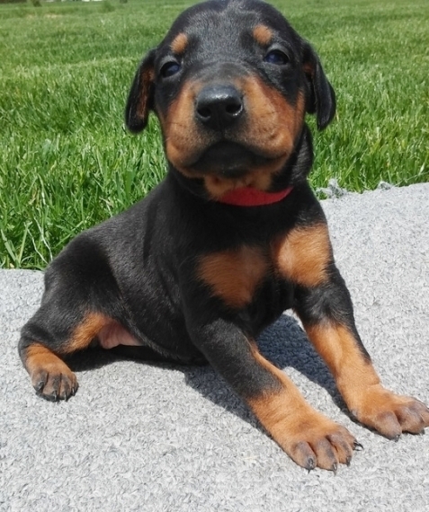 Regalo adorabili cuccioli Dobermann femminucce e maschietti