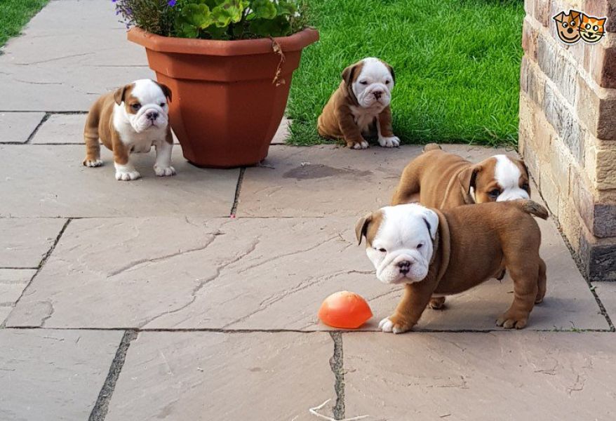 REGALO CUCCIOLI DI BULLDOG INGLESE  Bulldog Inglese cuccioli, disponibili 1 Maschio e 1 Femmina, all