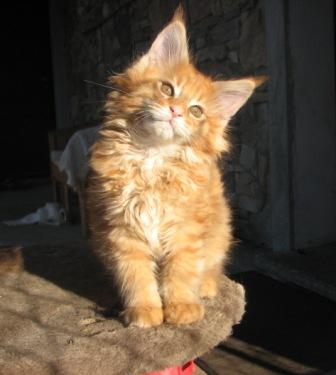 Adorabili cuccioli di maine coon gattini femminucce e maschietti disponibili