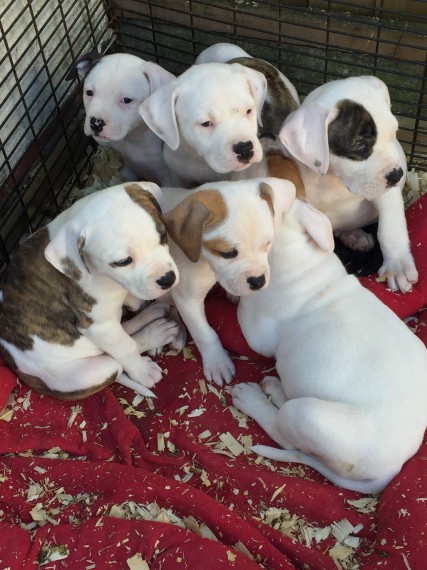 Regalo abbiamo cuccioli di Bulldog americano.