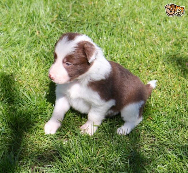 Adorabili cuccioli di border collie femminucce e maschietti disponibili per l'adozione