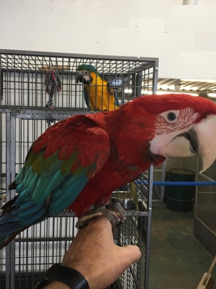 ARA CHLOPTERUS pappagalli in cerca di nuove case