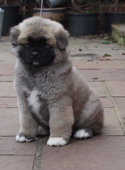 Regalo Akita Splendidi cuccioli..