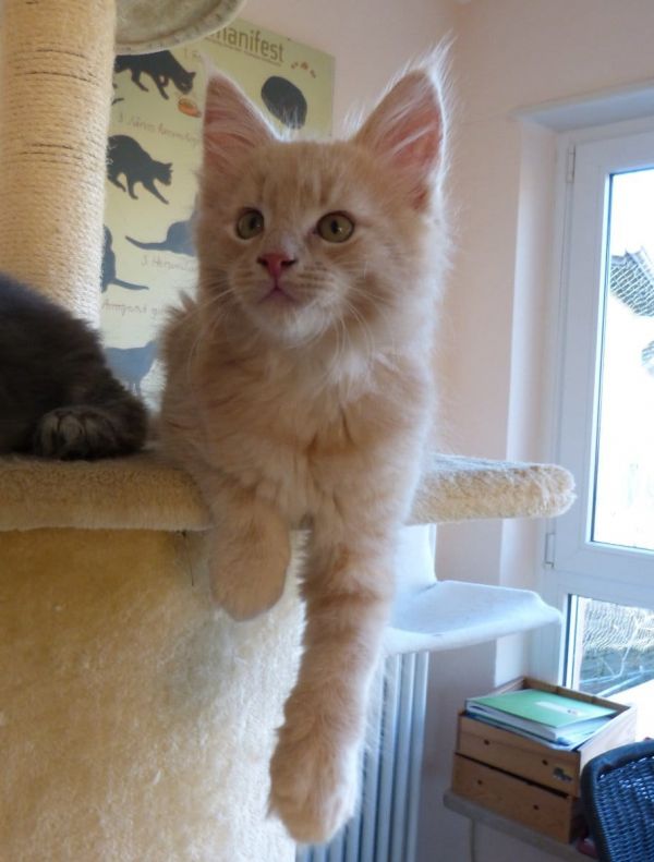  gattini main coon per adozione per adozione ( maschio e femmina )