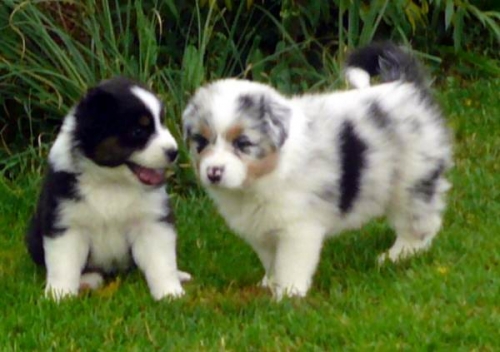 Cuccioli di australiano pastore femminucce e maschietti disponibili per l'adozione gratuita