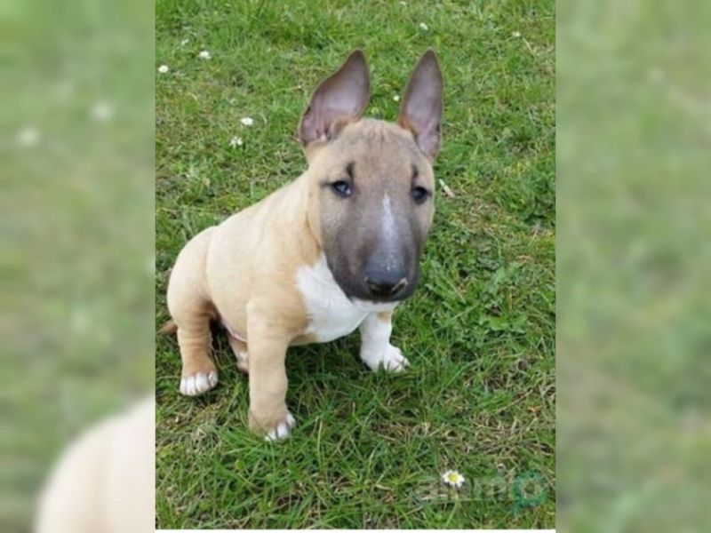 Bella e sani cuccioli di bull terrier per adozione 