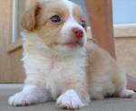 bella chihuahua cuccioli per la vendita