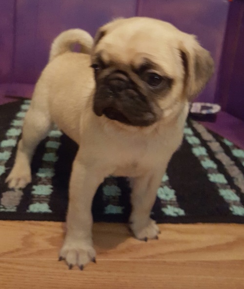 Regalo Carlino  cuccioliato disponibili