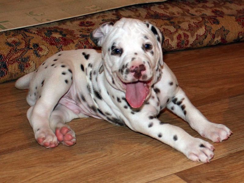  cuccioli di dalmata per adozione per adozione ( maschio e femmina )