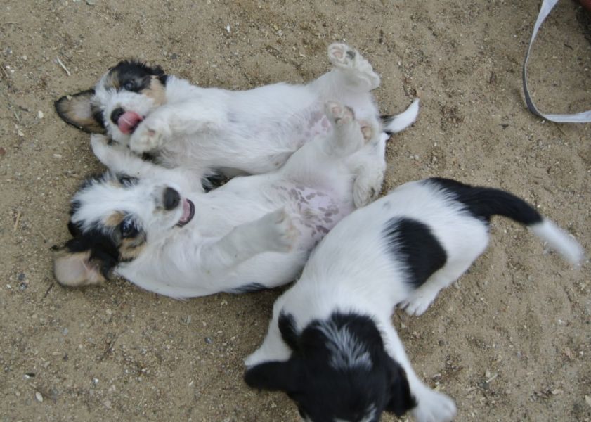 Molto bella e sani  cuccioli di Basset Hound   per adozione (gratis)