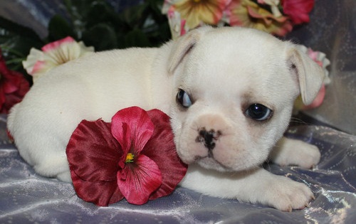  regalo cuccioli di Bulldog Francese disponibili per l'adozione