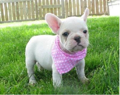  regalo cuccioli di Bulldog Francese disponibili per l'adozione