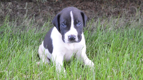  Regalo adorabili cuccioli di Alano femminucce e maschietti disponibili per l'adozione gratuita i cu