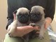 Cuccioli di carlino , maschio e femmina.. cuccioli di carlino