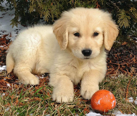 Adorabili cuccioli di golden retriever femminucce e maschietti disponibili per l'adozione