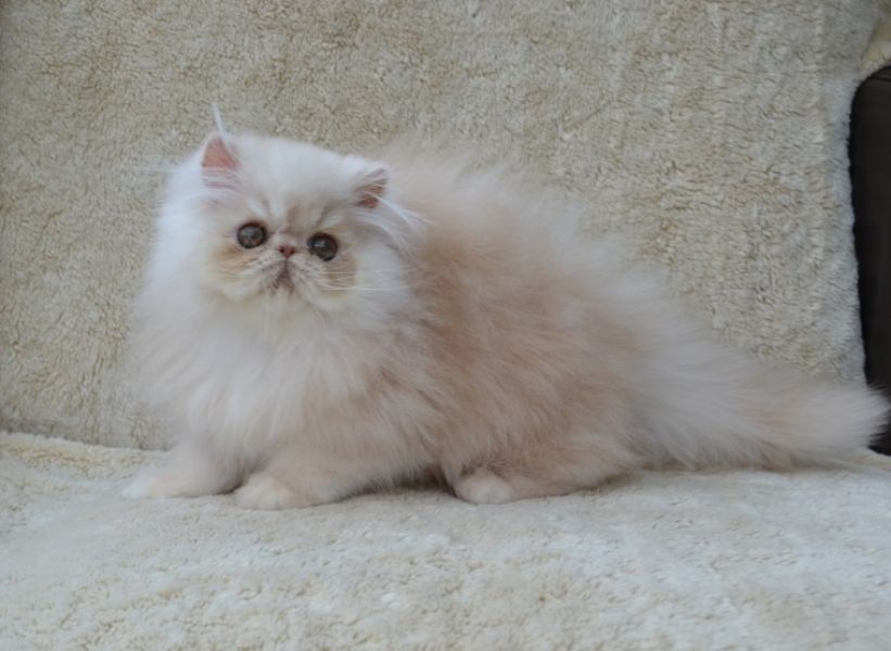  Belle gattini persiano