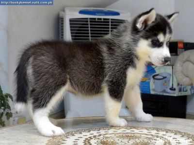 CUCCIOLI DI SIBERIAN HUSKY DISPONIBILI