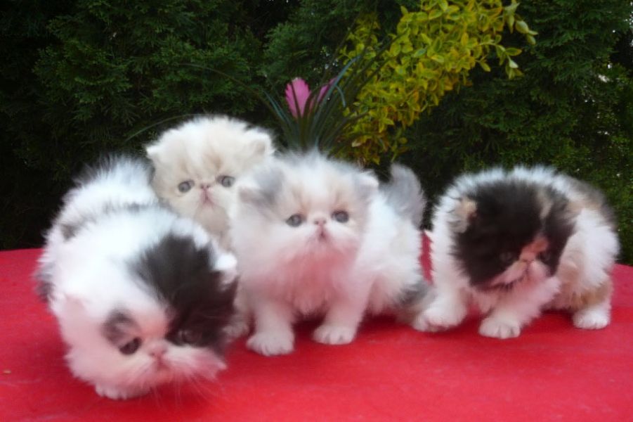 Bellissimi gattini persiani