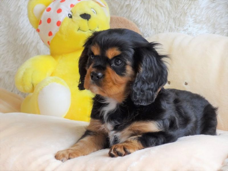 Regalo Cavalier King Disponiamo di una cucciolata di Cavalier King, i cuccioli verranno Dato dopo 90