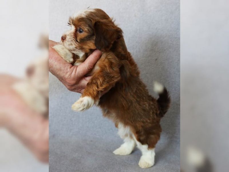 REGALO Dolci cuccioli Havanese per l'adozione