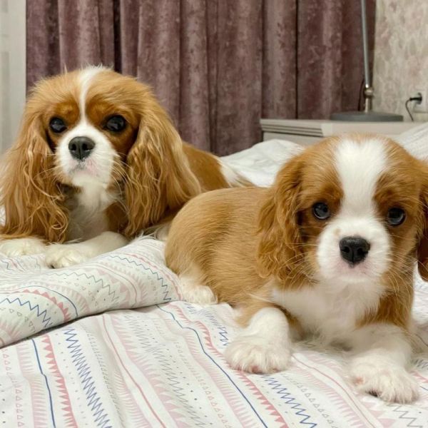 Cuccioli di Cavalier King Charles Spaniel