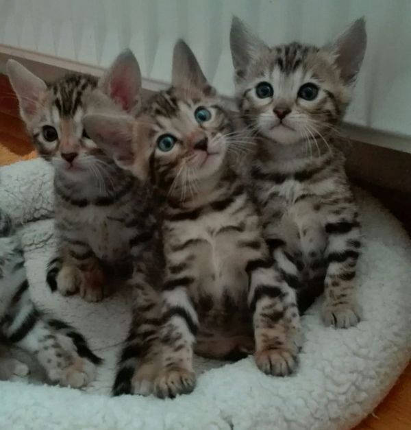 Gattini di bengala  per adozione ( regalo  )