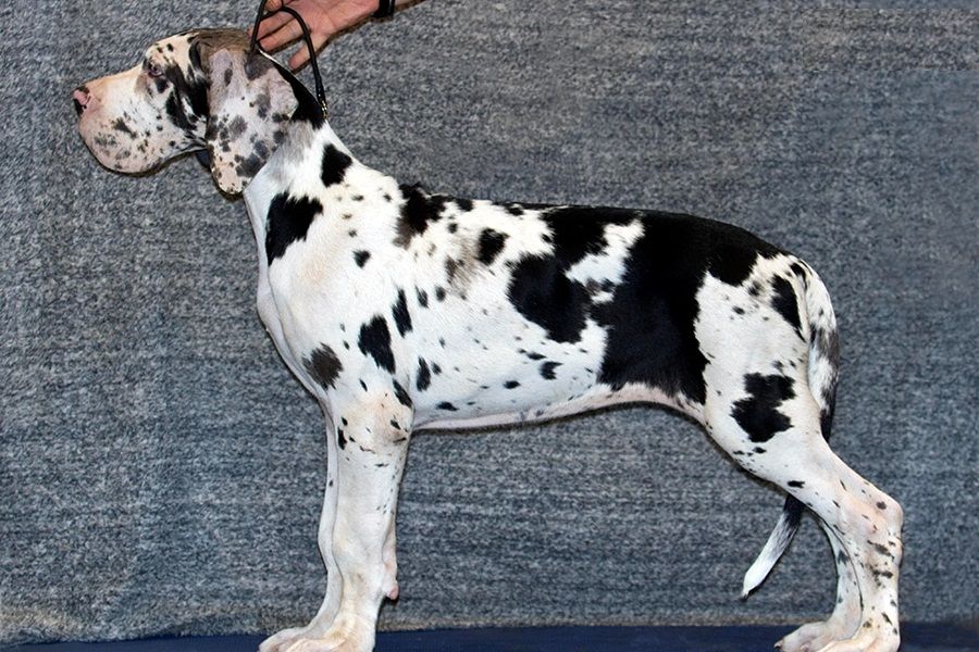  Regalo adorabili cuccioli  Alano  femminucce e maschietti disponibili gratuita i cuccioli sono vacc