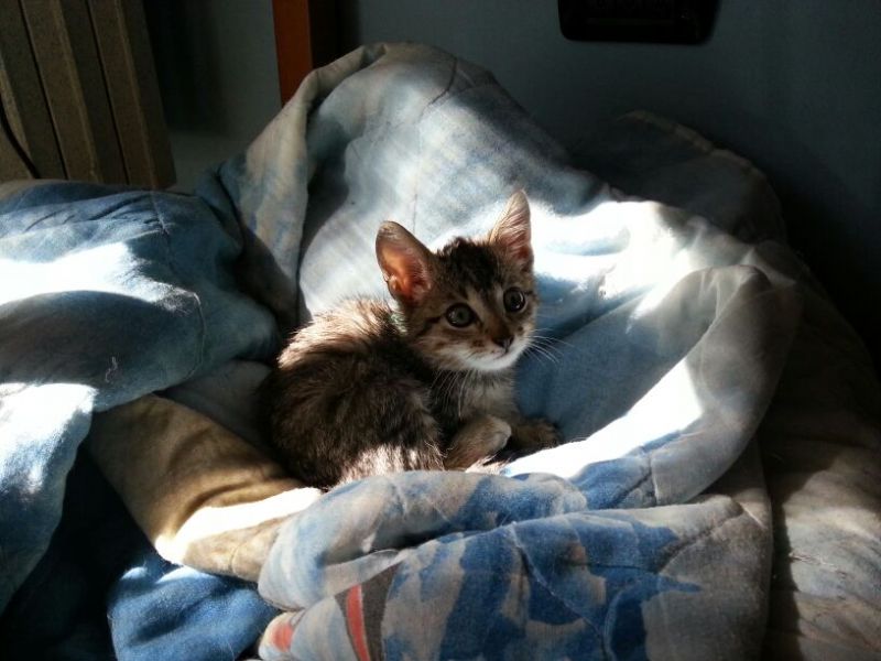 Regalo gattino