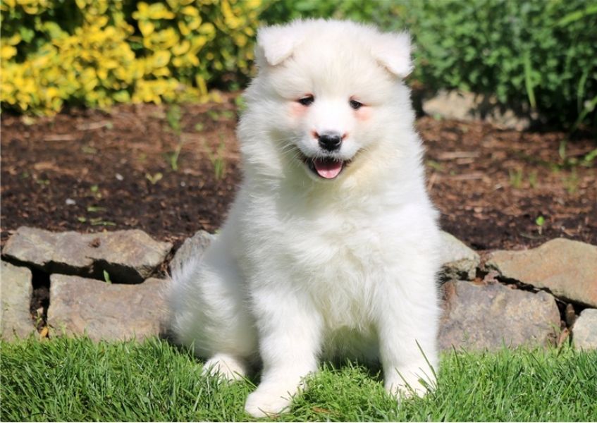 Regalo adorabili cuccioli  samoiedo  femminucce e maschietti disponibili gratuita i cuccioli sono va