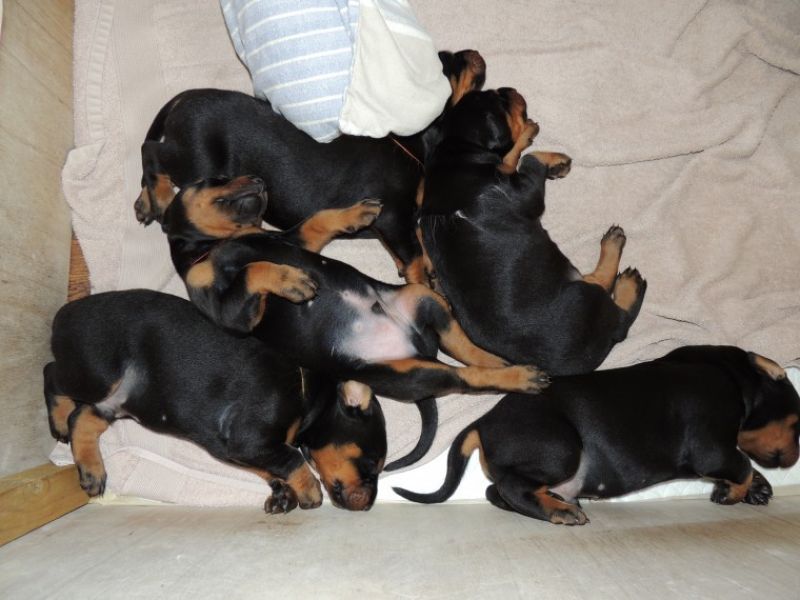 Regalo adorabili cuccioli Dobermann femminucce e maschietti