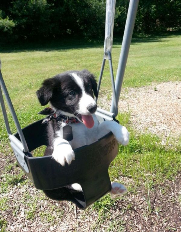 Regalo cuccioli border copllie