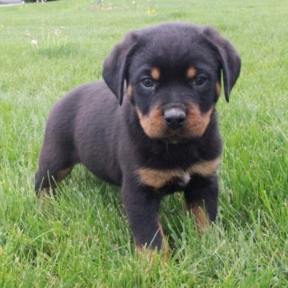 Bellissimo cuccioli di rottweiler (maschio e femmina) in regalo