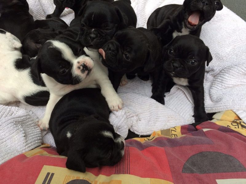  cuccioli di shetland per adozione ( maschio e femmina )