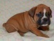 Cuccioli di Boxer maschi e femmine